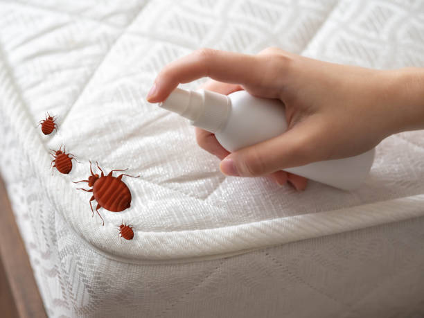 Wasp Removal Services in Lake Isabella, MI